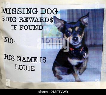 Poster dei premi per il cane perduto di Demi Moore Louie che offre un "Big Reward" vicino alla sua casa di Beverly Hills a CA. Moore recentemente si è trasferito nella casa isolata che è circondata da colline che sono piene di animali selvatici, tra cui Coyotes. 9/10/05 Foto Stock