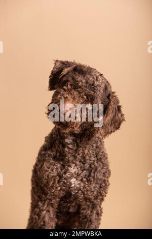 Dolce giovane cane d'acqua spagnolo su sfondo beige. Ritratto di un animale domestico in uno studio fotografico Foto Stock