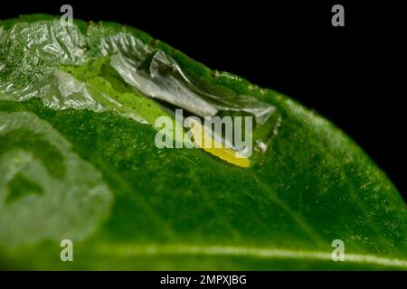 Il trituratore di foglie di agrumi si nuocca sulle foglie di agrumi, creando delle lucide miniere di serpentina argentata. È peste di insetto importante dell'agrume causa l'infezione della pianta. Foto Stock