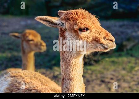 Famiglia Vicuna di lama e alpaca che guarda nella macchina fotografica Foto Stock