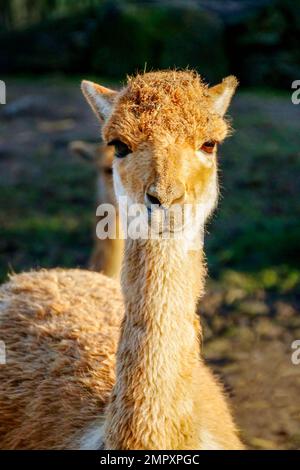 Famiglia Vicuna di lama e alpaca che guarda nella macchina fotografica Foto Stock