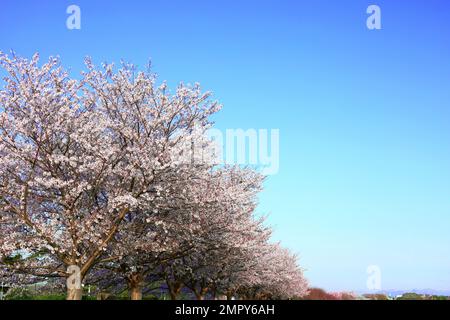 Paesaggio primaverile in Giappone, fiori di ciliegia del fiume Kawasaki Tamagawa Embankment Foto Stock