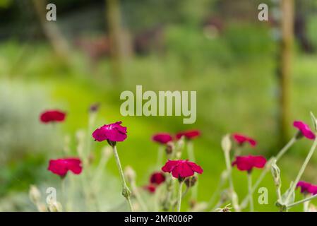 Silene coronaria (campion rosa) fiori in una fattoria a Drakensberg, Sud Africa Foto Stock