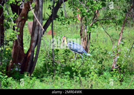 Minore, Sunda-Marabu, Marabout chevelu, Leptoptilos javanicus, Parco Nazionale di Udawalawe, Sabaragamuwa e Uva Province, Srí Lanka Foto Stock