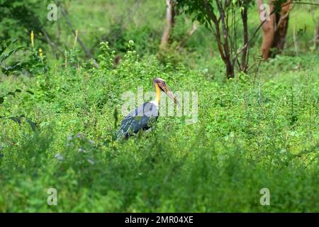 Minore, Sunda-Marabu, Marabout chevelu, Leptoptilos javanicus, Parco Nazionale di Udawalawe, Sabaragamuwa e Uva Province, Srí Lanka Foto Stock