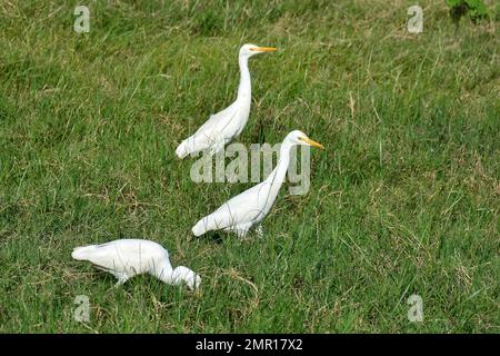 Airone bovino, Kuhreiher, Bubulcus ibis, Héron garde-bœufs, Parco Nazionale di Minneriya, Minnēriya Jātika Vanōdyānaya, Provincia Centrale del Nord, Srí Lanka Foto Stock