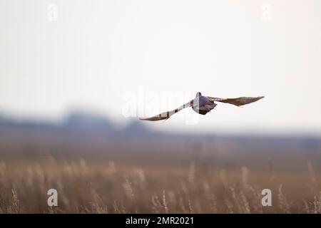 Un fagiano di gallo volante in una bella giornata di ottobre. Foto Stock