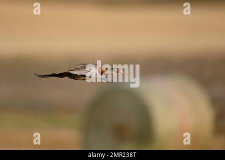 Un fagiano di gallo volante in una bella giornata di ottobre. Foto Stock