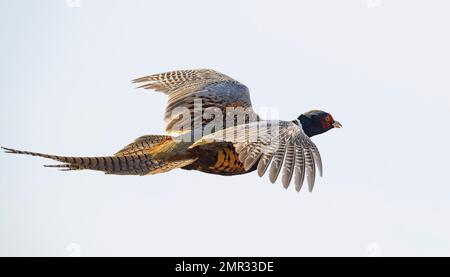 Un fagiano di gallo volante in una bella giornata di ottobre. Foto Stock