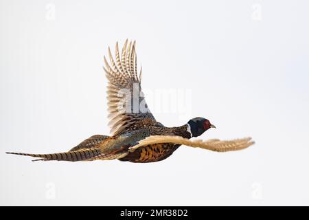 Un fagiano di gallo volante in una bella giornata di ottobre. Foto Stock