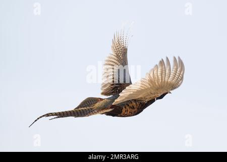 Un fagiano di gallo volante in una bella giornata di ottobre. Foto Stock