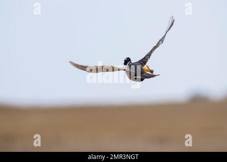 Un fagiano di gallo volante in una bella giornata di ottobre. Foto Stock