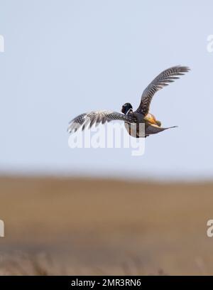 Un fagiano di gallo volante in una bella giornata di ottobre. Foto Stock