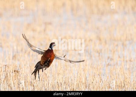 Un fagiano di gallo volante in una bella giornata di ottobre. Foto Stock