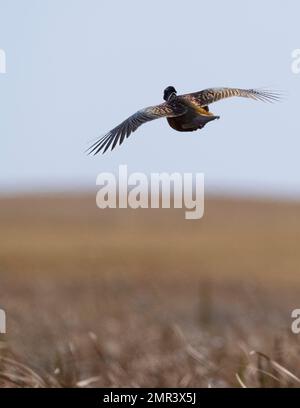 Un fagiano di gallo volante in una bella giornata di ottobre. Foto Stock