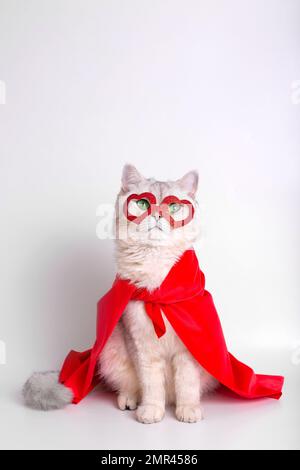 Un gatto bianco siede in una maschera rossa sotto forma di cuori e di un mantello rosso. Foto Stock