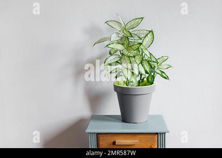 Dieffenbachia o canna da bumb in un vaso di fiori grigio su un tavolo grigio in stanza di luce naturale, giardinaggio domestico e collegamento con la natura Foto Stock