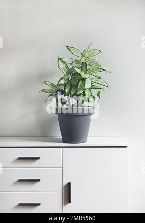 Pianta di canna dumb o Dieffenbachia in un vaso di fiori grigio su un arredamento bianco in una stanza, minimalismo e stile scandinavo Foto Stock