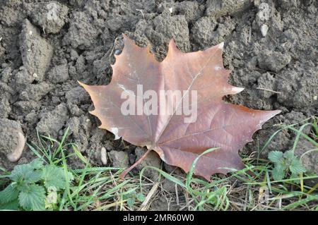 Sfondo colorato di autunno acero foglie sfondo primo piano. Foglie di acero multicolor autunno sfondo.acero foglie che cadono in autunno in eur Foto Stock