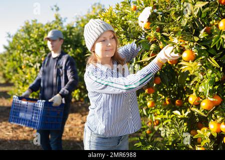 La ragazza coltivatrice concentrata scopa i tangerini da un albero Foto Stock