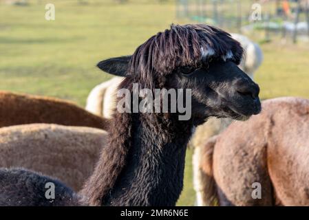 Alpaca nera (lama pacos) nella fattoria. È una specie di mammifero camelide sudamericano. Foto Stock