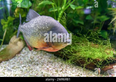 Il pesce d'acqua dolce piranha (Pygocentrus nattereri) dal Sud America Foto Stock