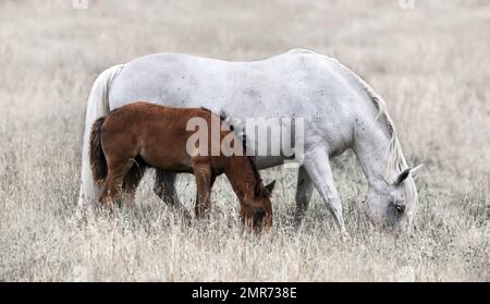 Un cavallo femmina bianco con un giovane schiume marrone su un pascolo di prato asciutto, fondo beige dolce e sognante, orizzontale Foto Stock
