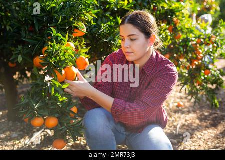 La ragazza coltivatrice concentrata scopa i tangerini da un albero Foto Stock