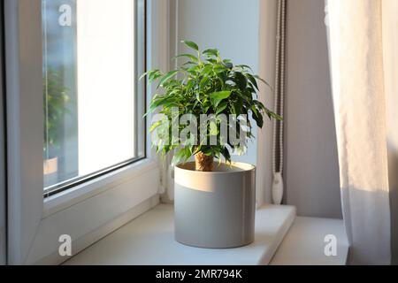 Vaso Ficus benjamina pianta sul davanzale a casa Foto Stock