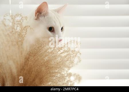 Adorabile khao manee gatto vicino alle spikelets a casa, spazio per il testo. Animale domestico soffice Foto Stock