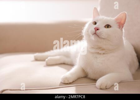 Carino gatto bianco sul divano a casa Foto Stock