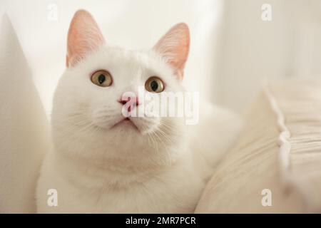 Adorabile gatto di manee khao a casa. Animale domestico soffice Foto Stock