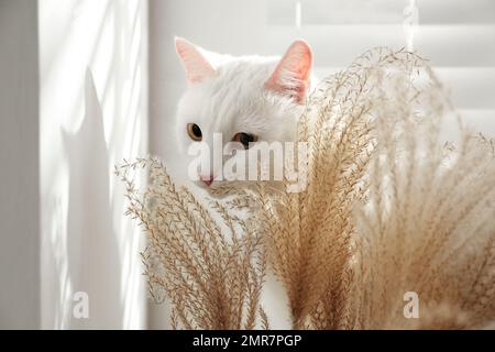 Adorabile gatto di manee khao vicino alle spikelets a casa. Animale domestico soffice Foto Stock