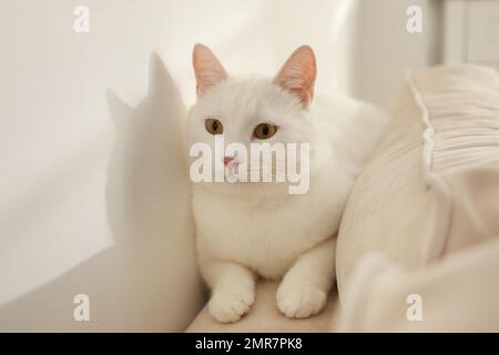 Adorabile gatto di manee khao a casa. Animale domestico soffice Foto Stock