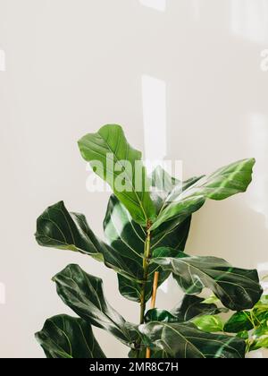 Ficus lyrata pianta della casa Fiddle foglia fico per decorare la casa o la stanza di fronte al muro bianco. messa a fuoco selettiva. Spazio di copia Foto Stock