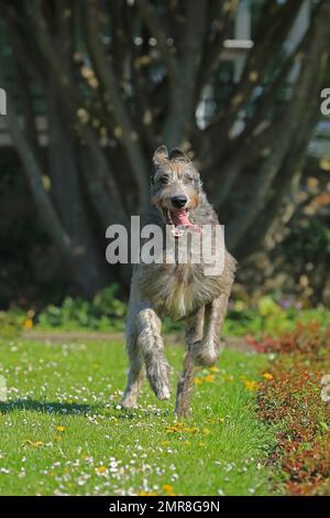 Running Wolfhound, Rose Garden, Westfalenhalle, Dortmund, Renania settentrionale-Vestfalia, Germania, Europa Foto Stock