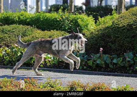 Running Wolfhound, Rose Garden, Westfalenhalle, Dortmund, Renania settentrionale-Vestfalia, Germania, Europa Foto Stock