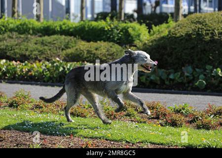 Running Wolfhound, Rose Garden, Westfalenhalle, Dortmund, Renania settentrionale-Vestfalia, Germania, Europa Foto Stock