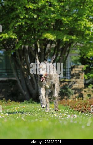 Running Wolfhound, Rose Garden, Westfalenhalle, Dortmund, Renania settentrionale-Vestfalia, Germania, Europa Foto Stock