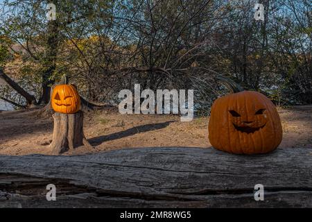 Zucche lungo i sentieri "Bosque" di Albuquerque, New Mexico Foto Stock