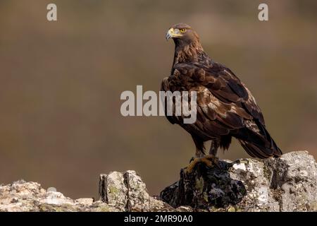 Aquila reale (Aquila chrysaetos) sulle rocce, Andalusia, Spagna, Europa Foto Stock