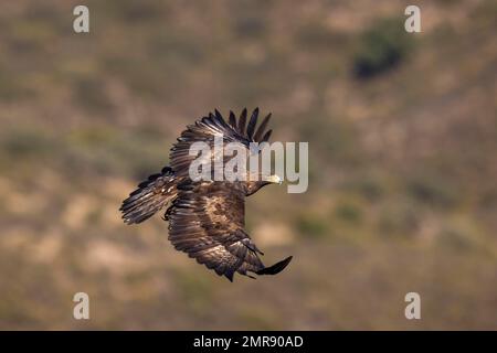 Aquila reale (Aquila chrysaetos) che vola oltre, Andalusia, Spagna, Europa Foto Stock