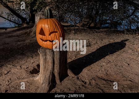 Zucche lungo i sentieri "Bosque" di Albuquerque, New Mexico Foto Stock