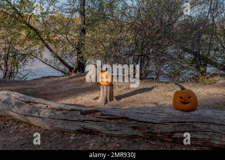 Zucche lungo i sentieri "Bosque" di Albuquerque, New Mexico Foto Stock