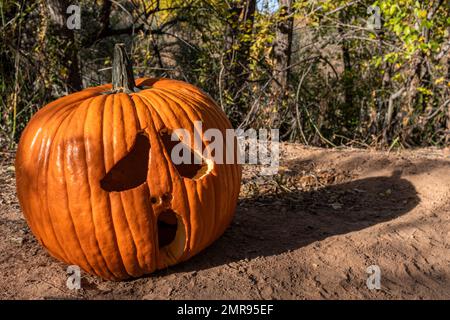 Zucche lungo i sentieri "Bosque" di Albuquerque, New Mexico Foto Stock