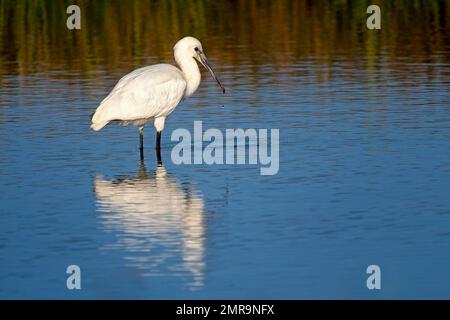 Spatola eurasiatica (Platalea leucorodia), giovanile, isola di Texel, Paesi Bassi Foto Stock