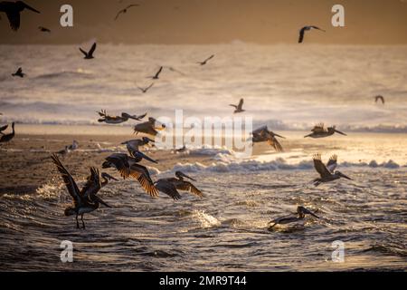 Brown Pelican in volo alla spiaggia di Carmel River state, California, al tramonto Foto Stock