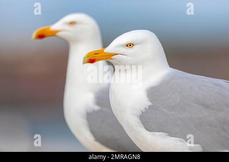 Gabbiano di aringa europeo (Larus argentatus) ritratto, coppia, patrimonio mondiale dell'UNESCO del Mare di Wadden, Helgoland, Germania, Europa Foto Stock