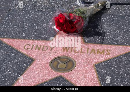 Los Angeles, Stati Uniti. 31st Jan, 2023. I fiori sono deposti alla stella di Cindy Williams sulla Hollywood Walk of Fame a Los Angeles. Cindy Williams, attrice nota per il suo ruolo nella lunga sitcom “Laverne & Shirley”, è morta mercoledì a Los Angeles. Aveva 75 anni. (Foto di Ringo Chiu/SOPA Images/Sipa USA) Credit: Sipa USA/Alamy Live News Foto Stock