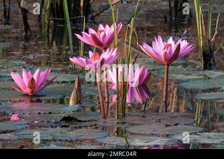 Una bella foto dei fiori di loto indiani e delle imbottiture verdi galleggianti in una giornata di sole Foto Stock